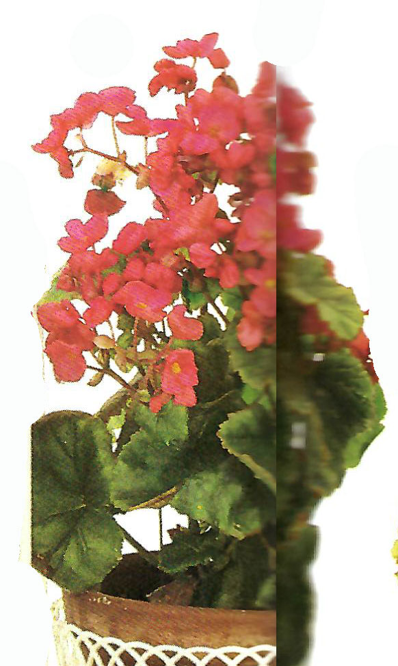 B. ‘Nordys’